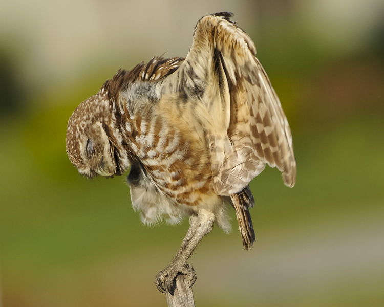 BURROWING OWL