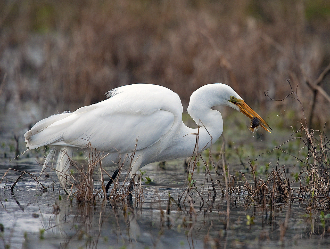 Egret with a Fish