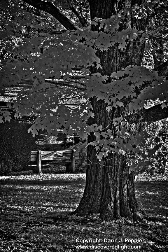 Tree and Bench by Pond IR