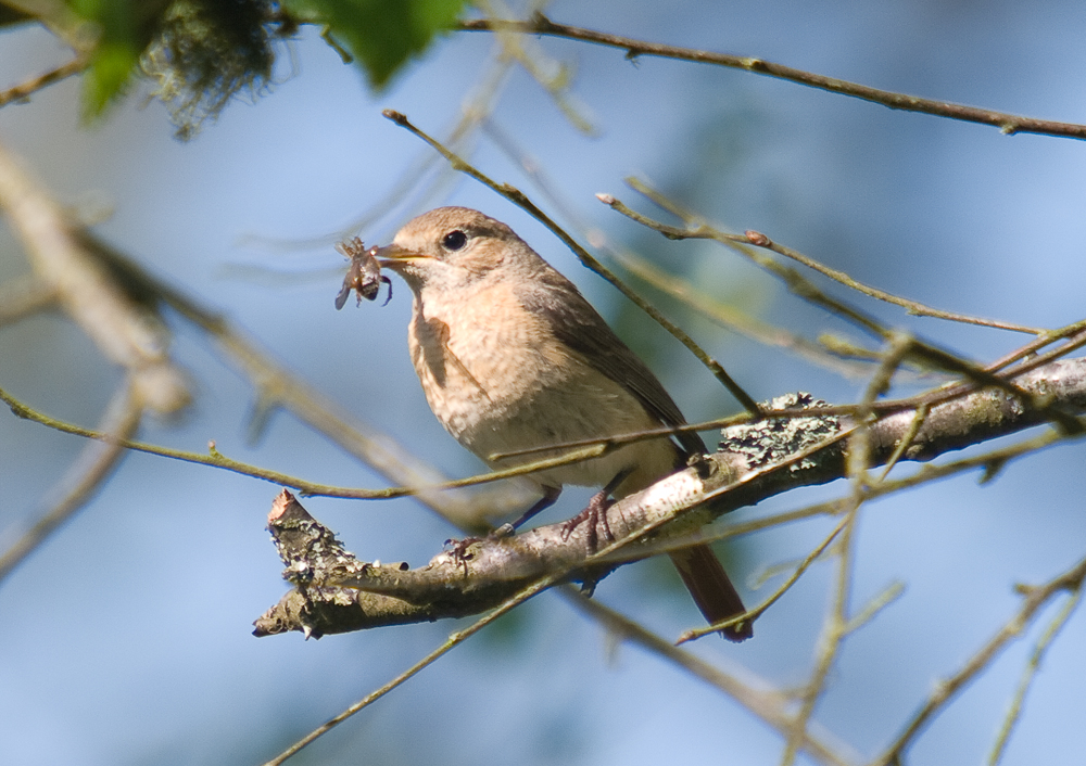 Common Redstart - Phoenicurus phoenicurus