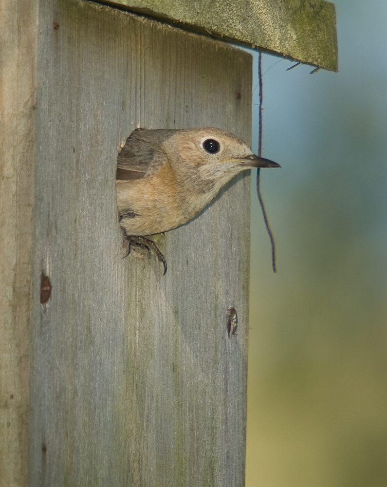 Redstart female