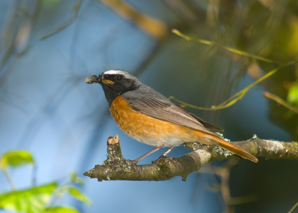 Redstart