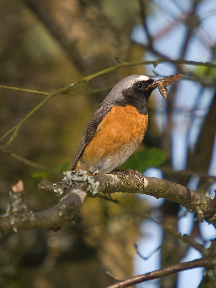Redstart