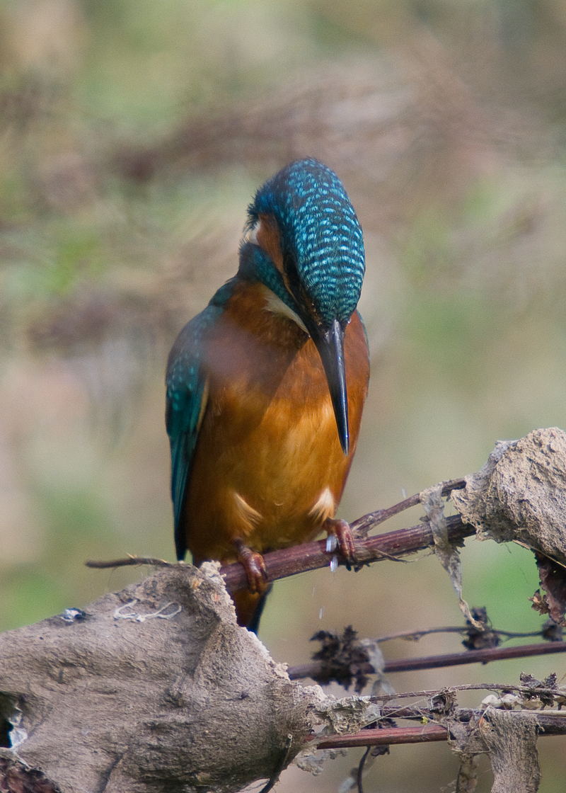 Kingfisher