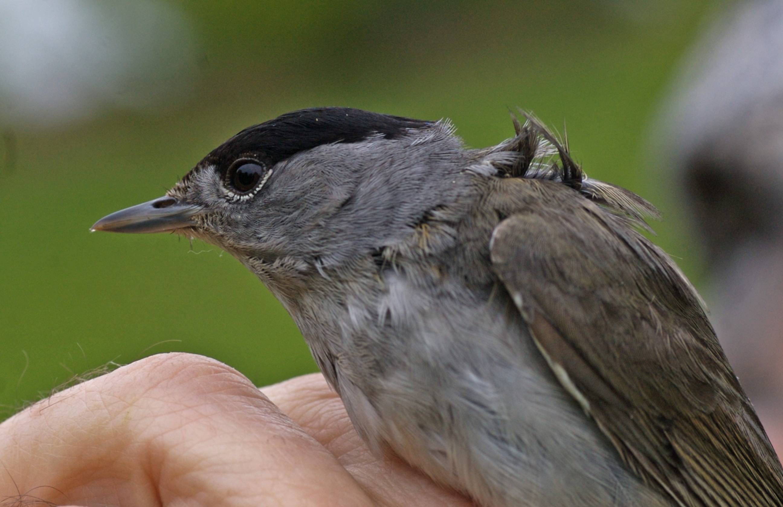 Blackcap - Sylvia atricapilla