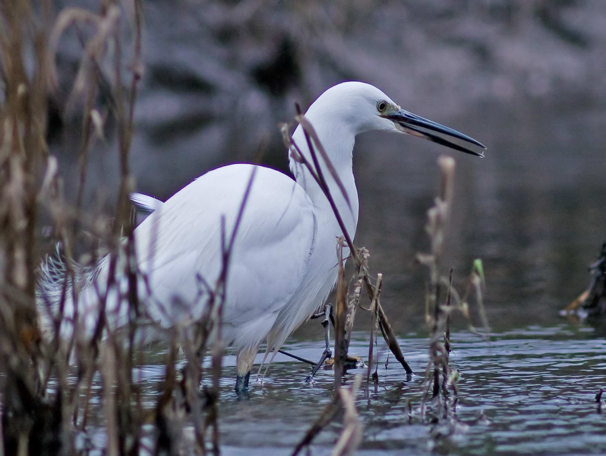 Little Egret - Egretta garzetta