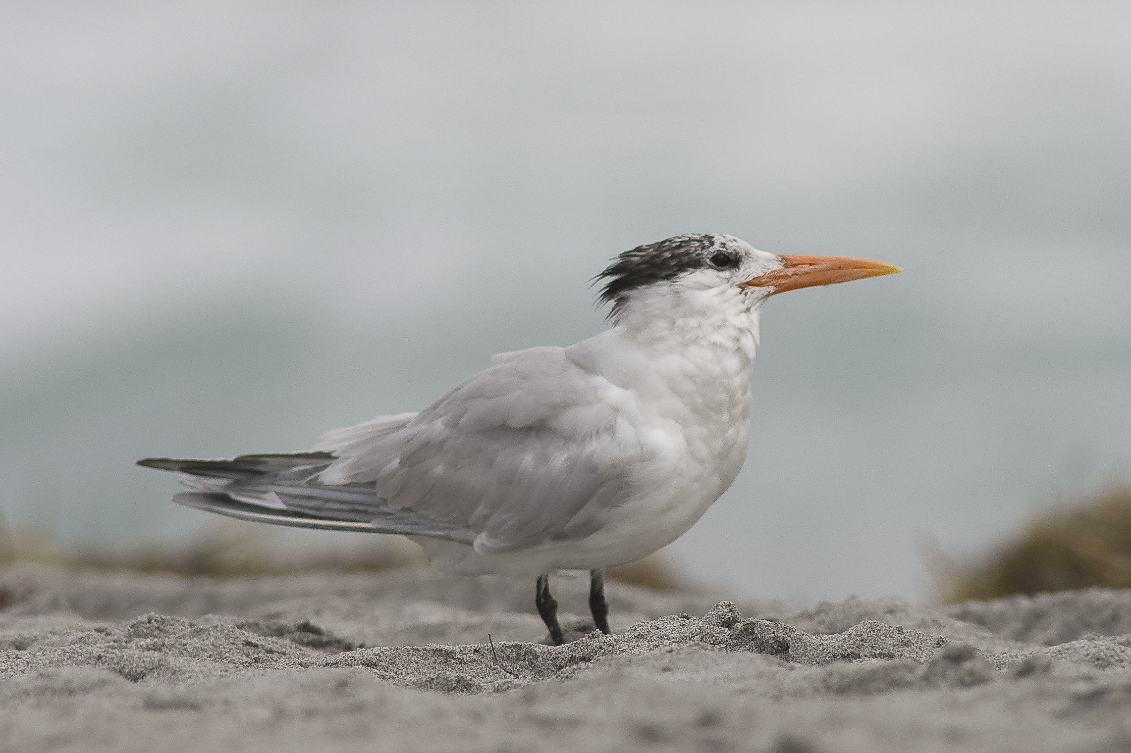 Royal Tern