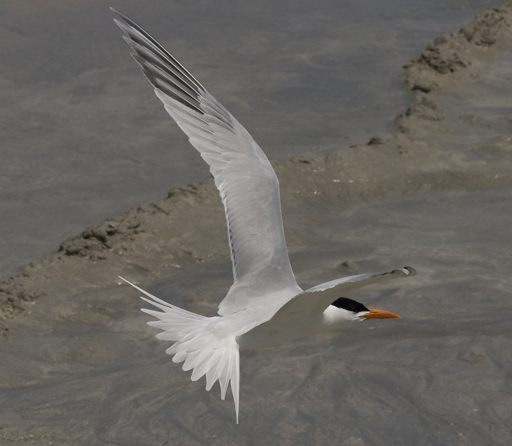 Royal Tern - Sterna maxima