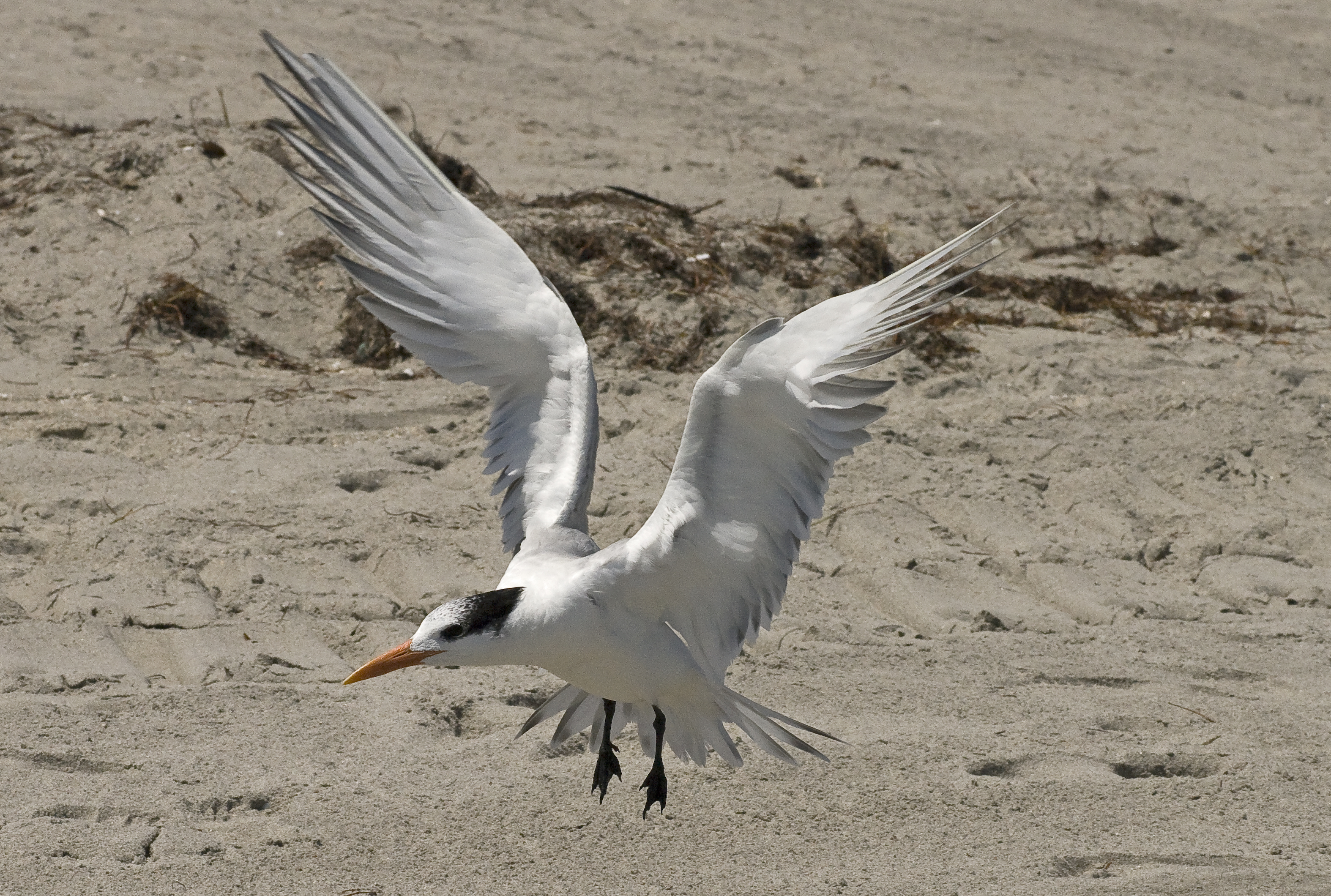 Royal Tern - Sterna maxima
