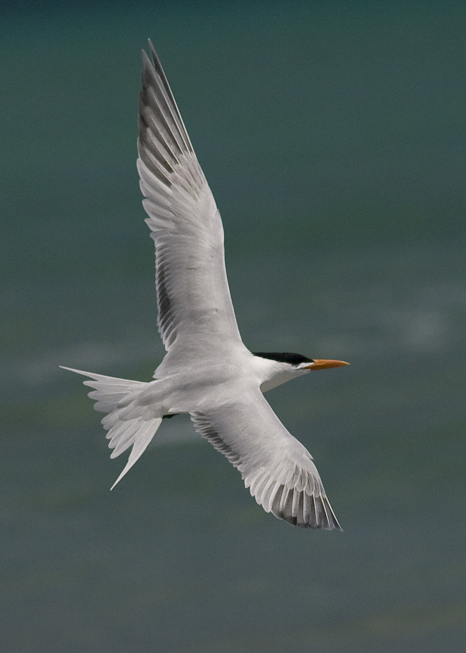 Royal Tern - Sterna maxima