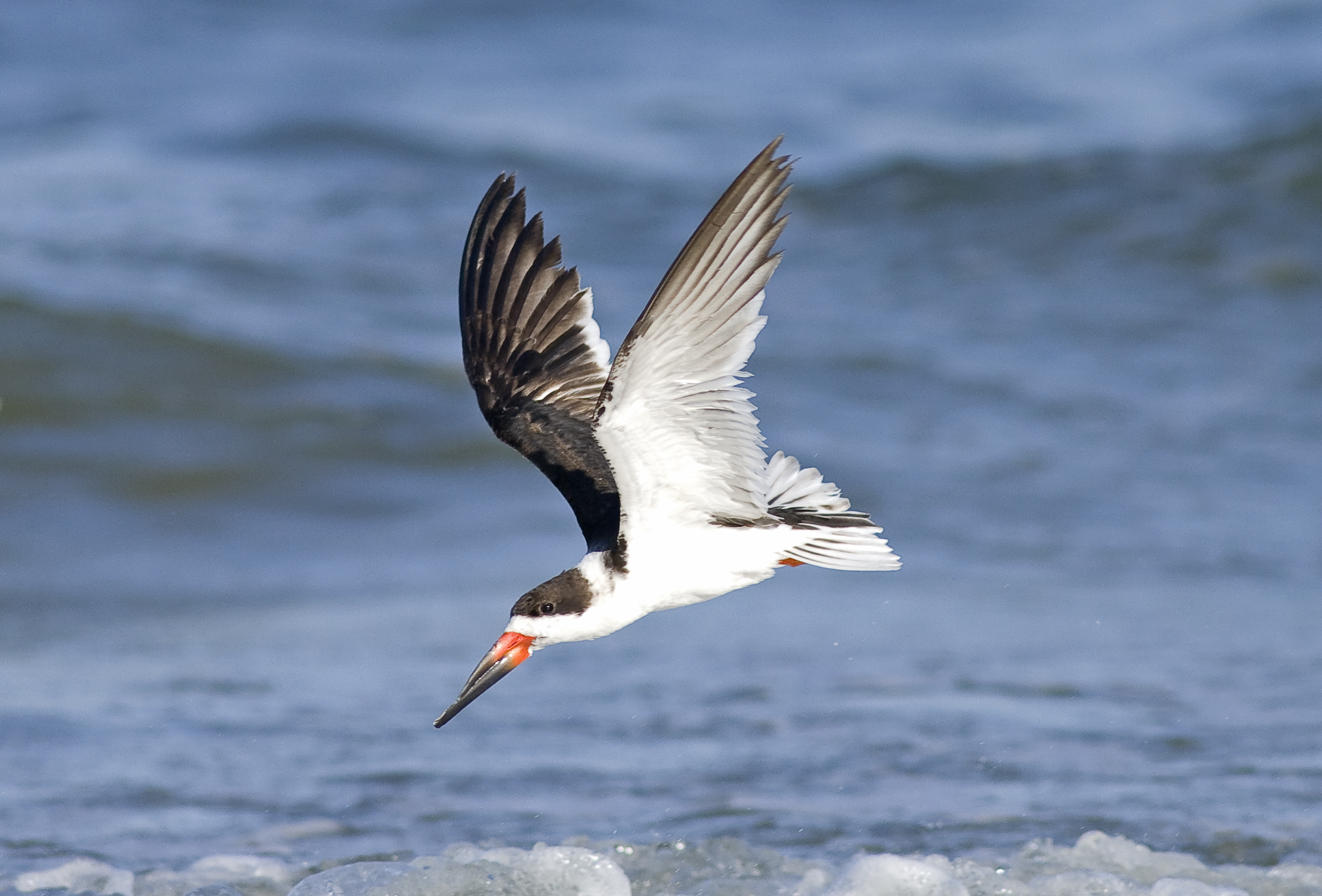 Black Skimmer, Rynchops niger