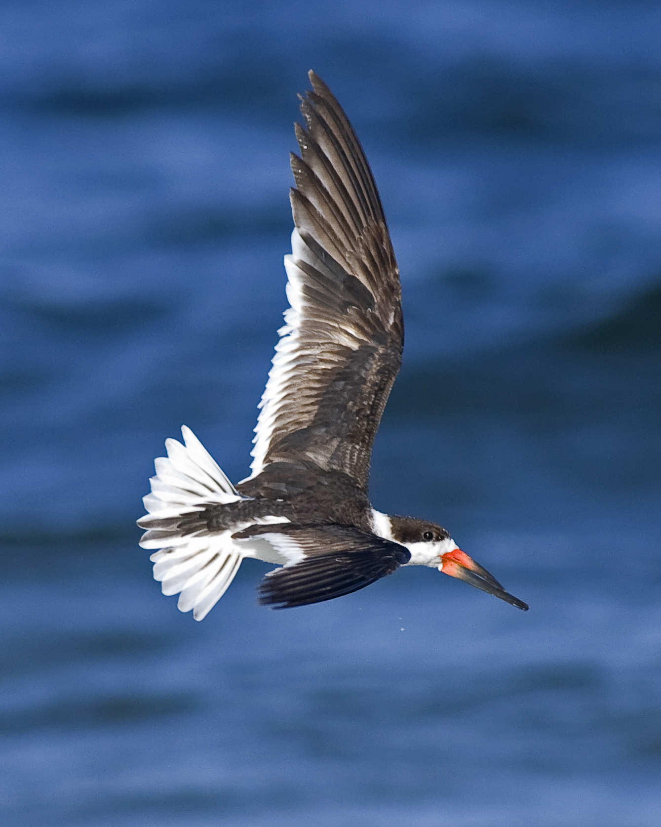 Black Skimmer, Rynchops niger