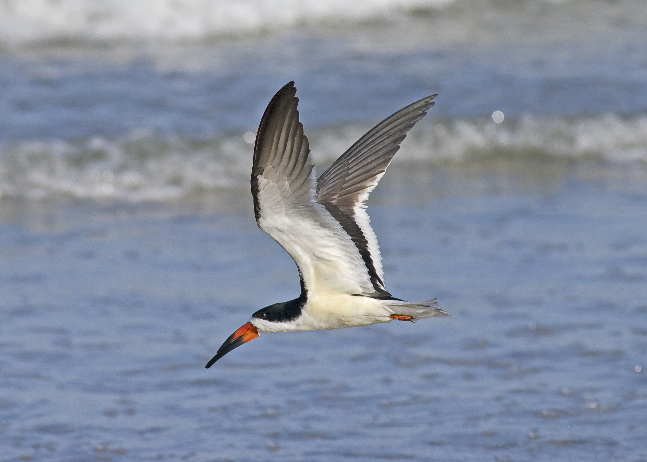 Black Skimmer, Rynchops niger