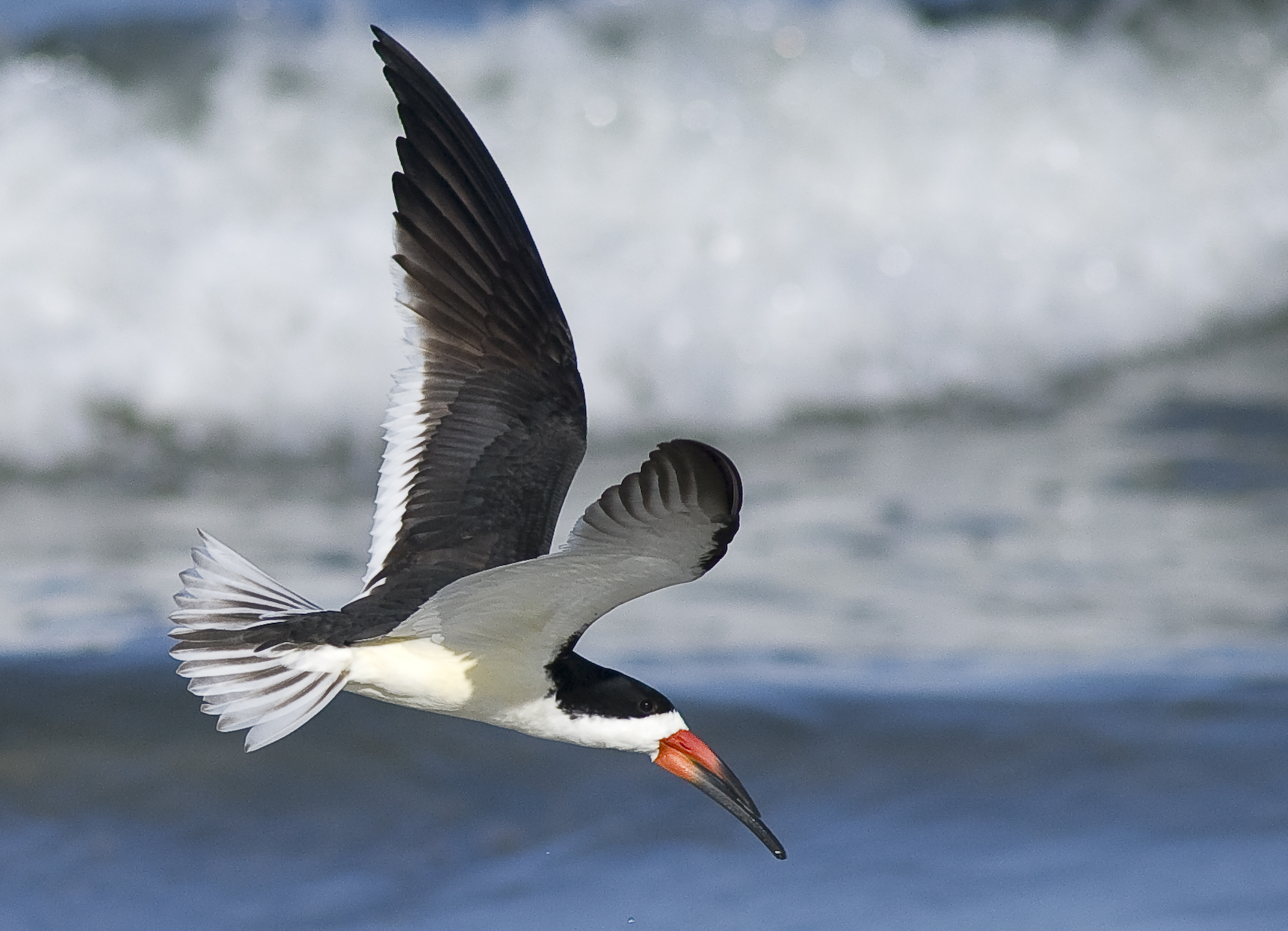 Black Skimmer, Rynchops niger