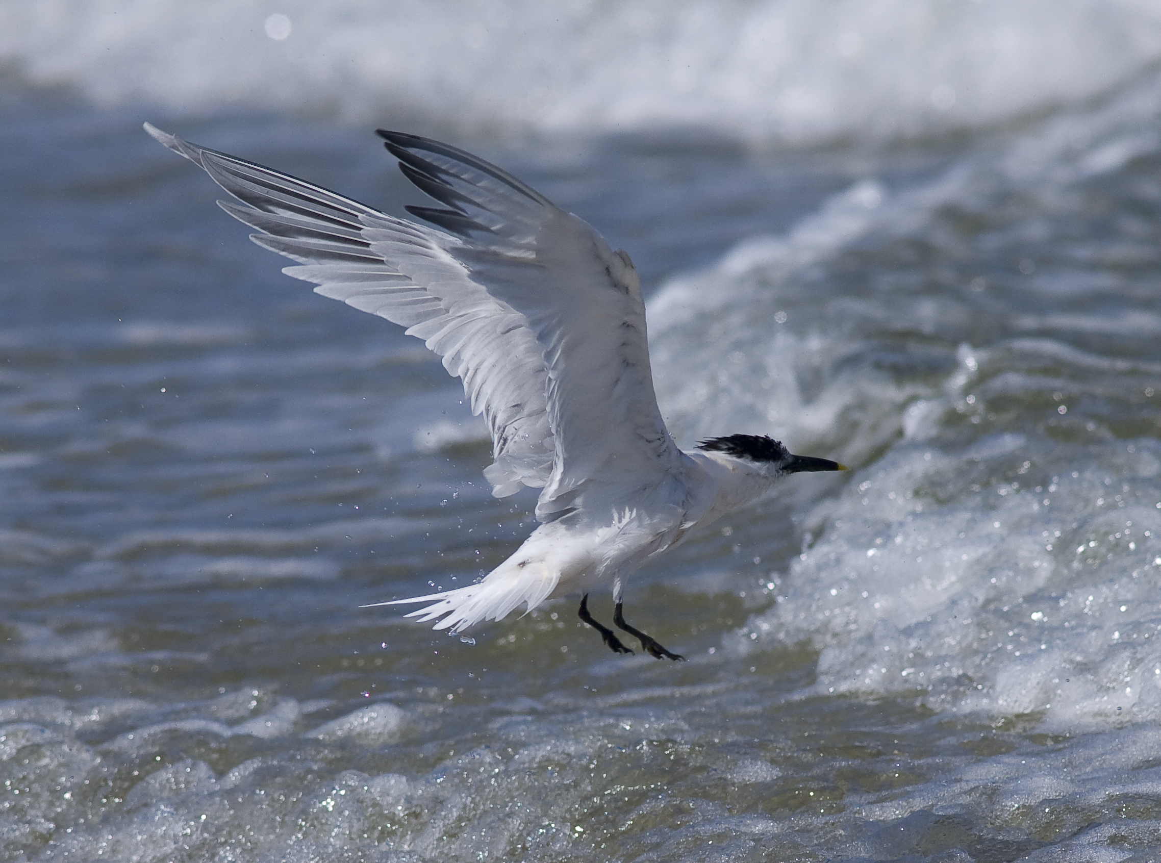 Cabots tern (Thalasseus sandvicensis acuflavidus)