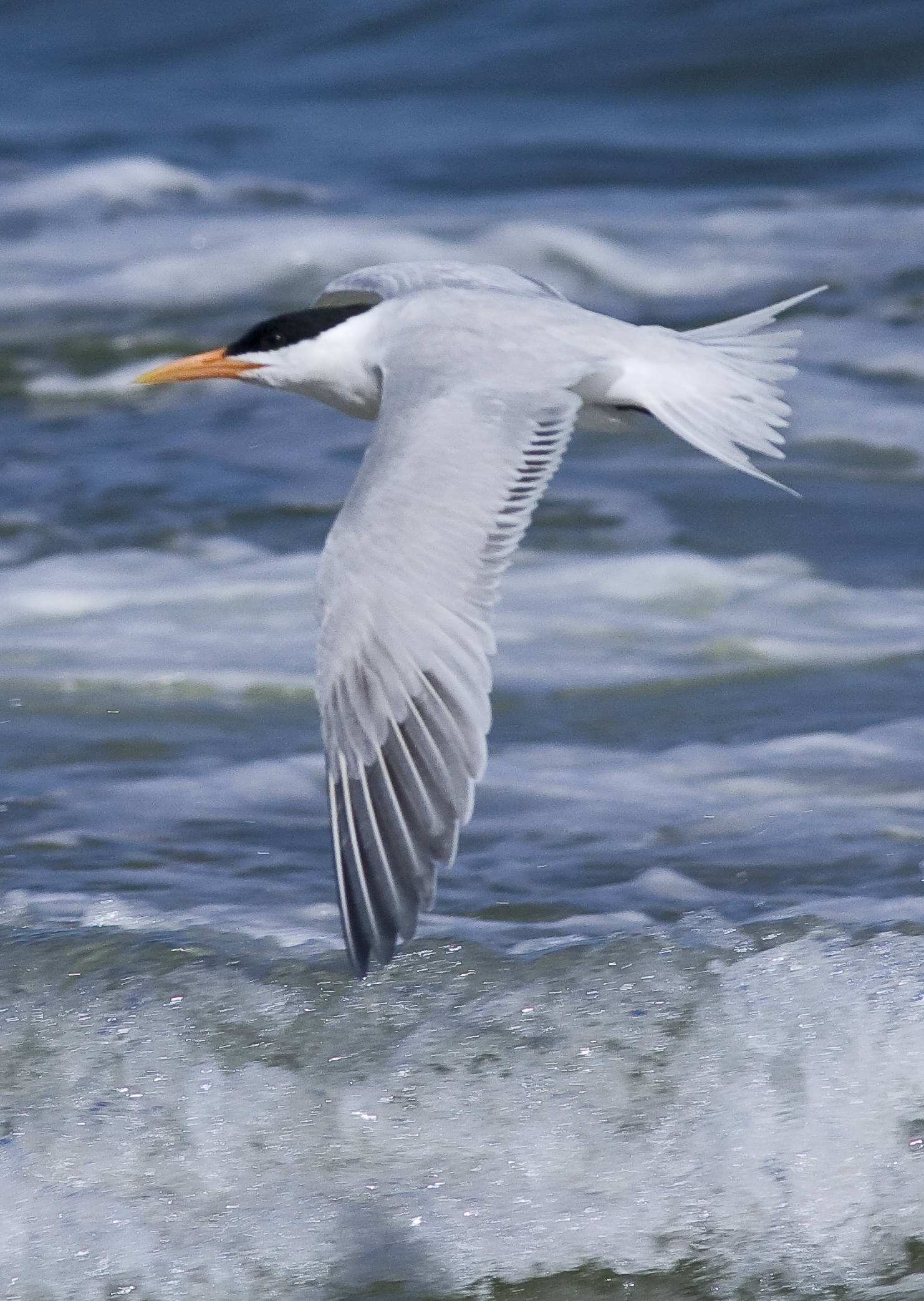 Royal Tern - Sterna maxima
