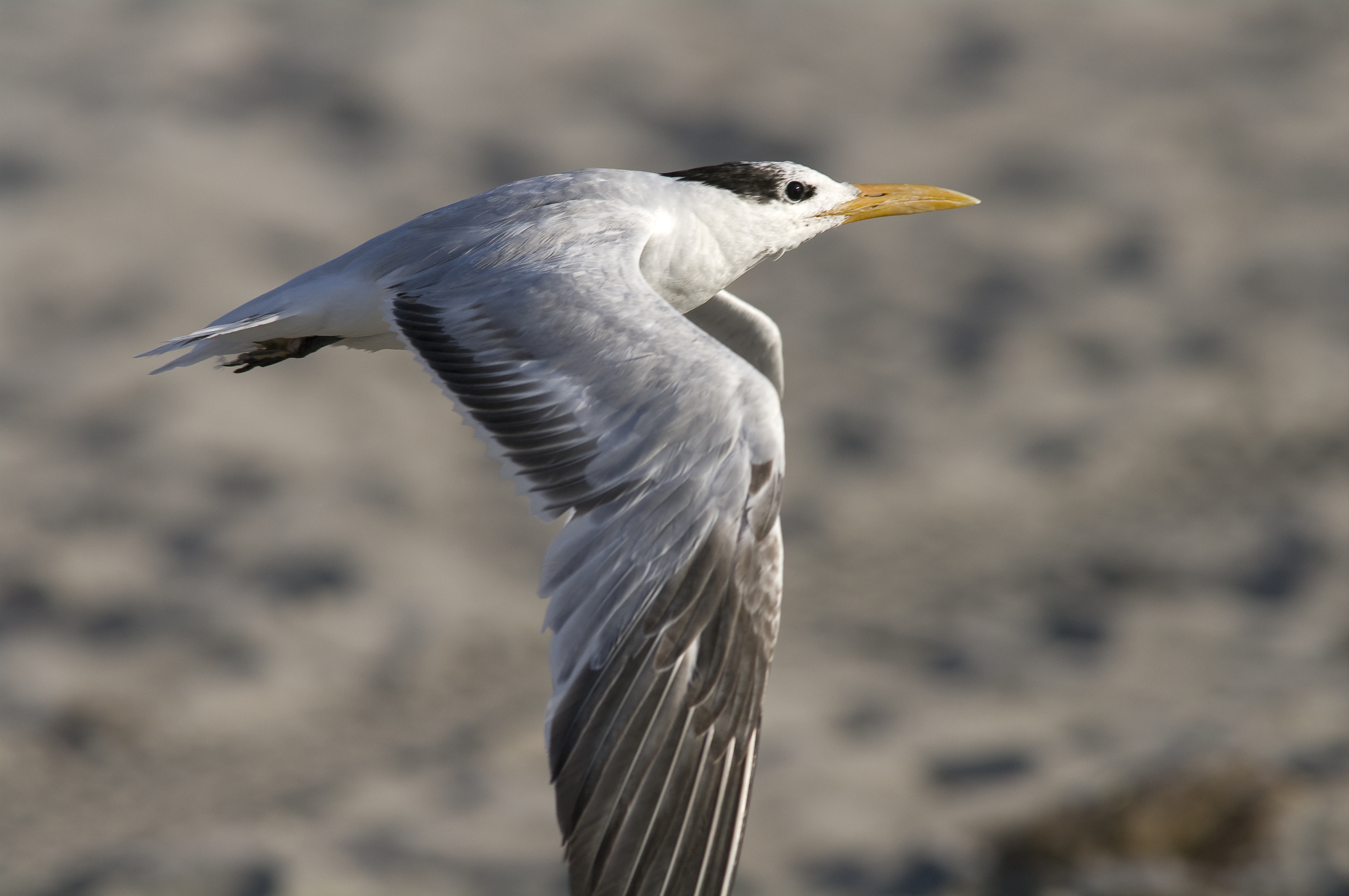 Royal Tern - Sterna maxima