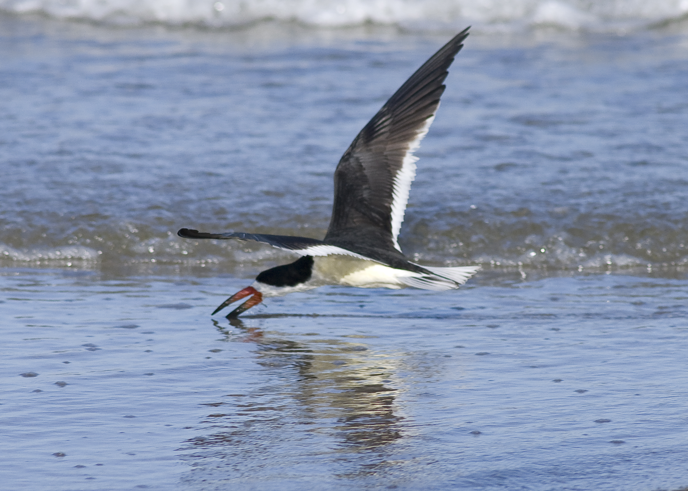 Black Skimmer - Rynchops niger