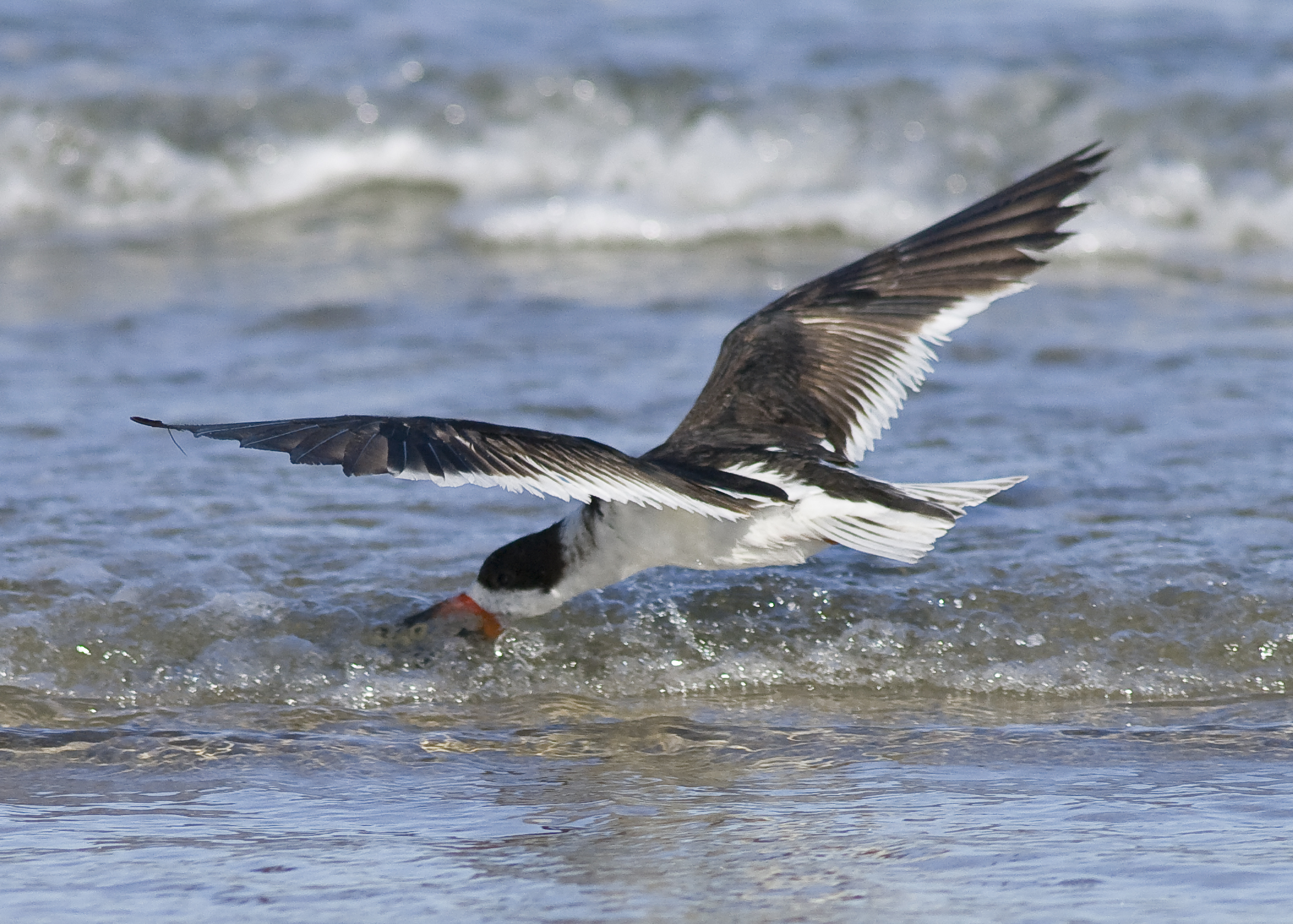 Black Skimmer - Rynchops niger