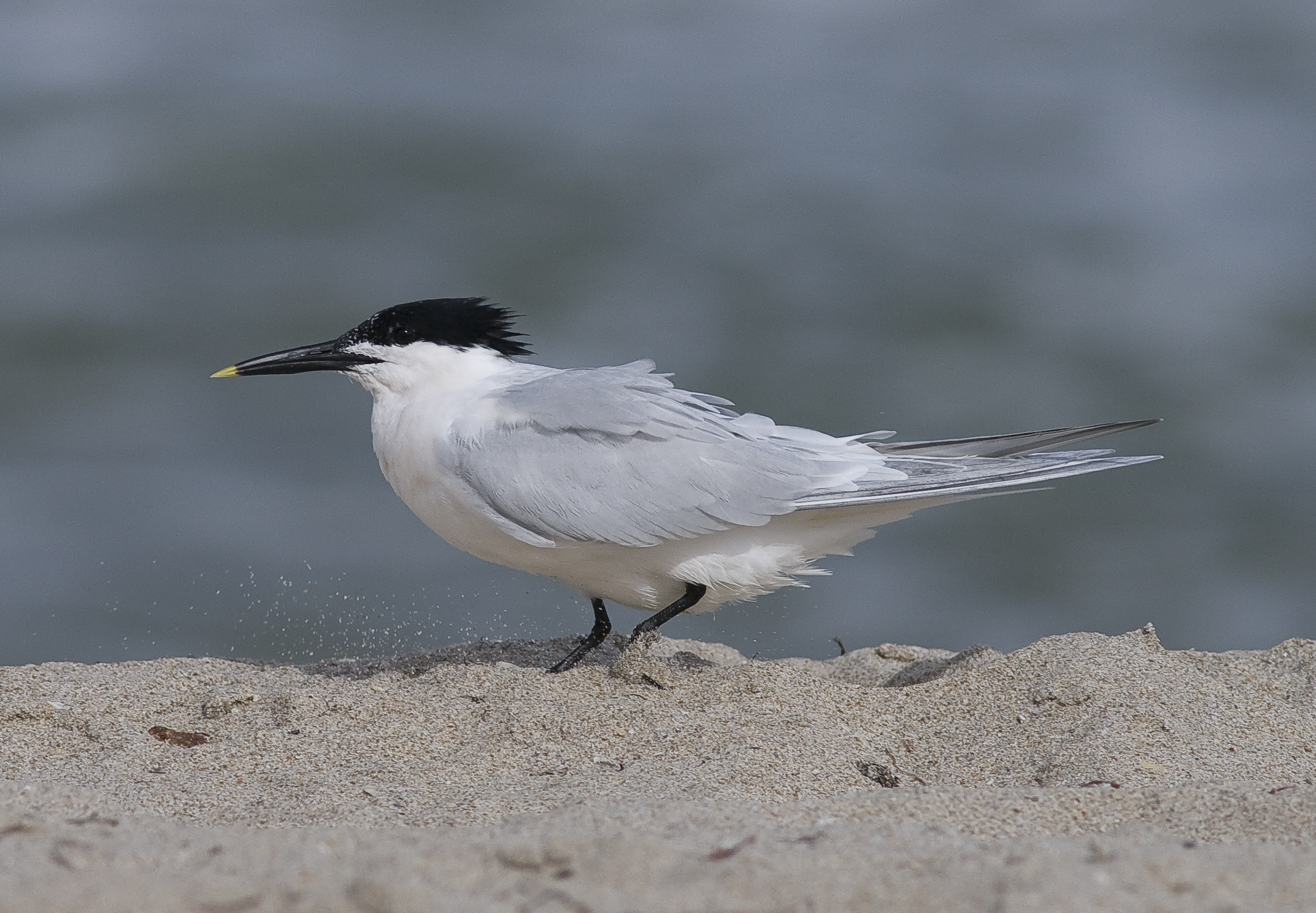 Cabots tern (Thalasseus sandvicensis acuflavidus)