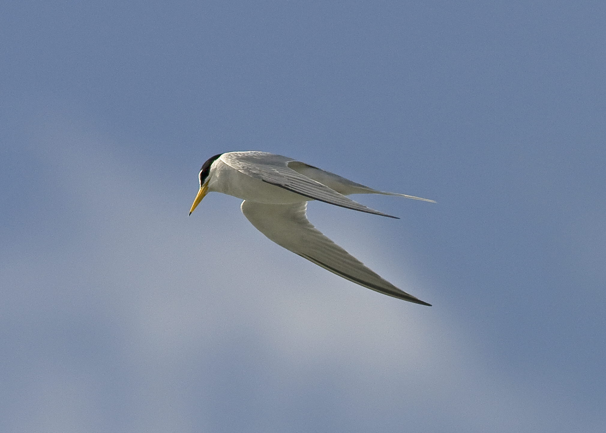 Least Tern - Sterna antillarum