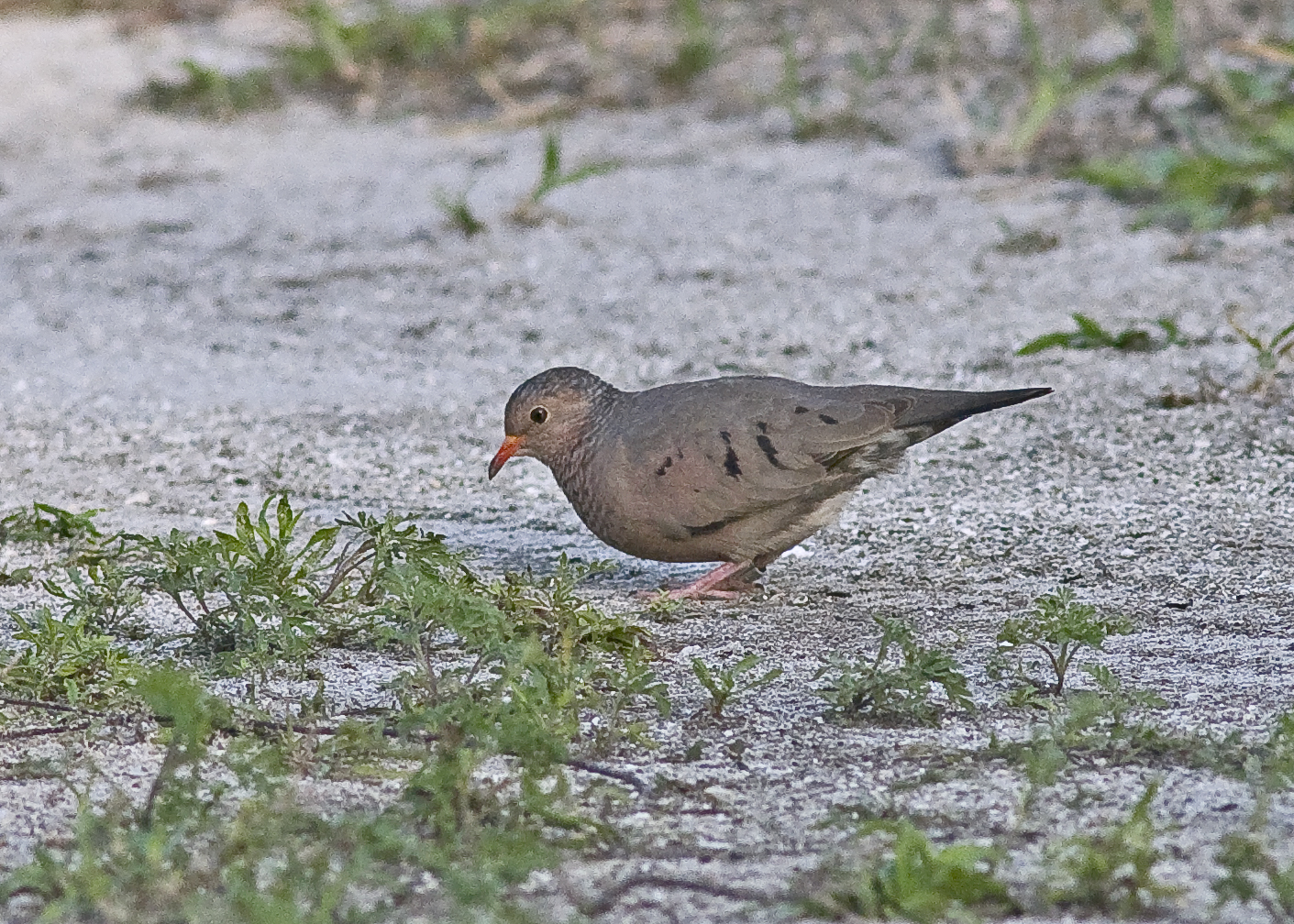 South Florida 