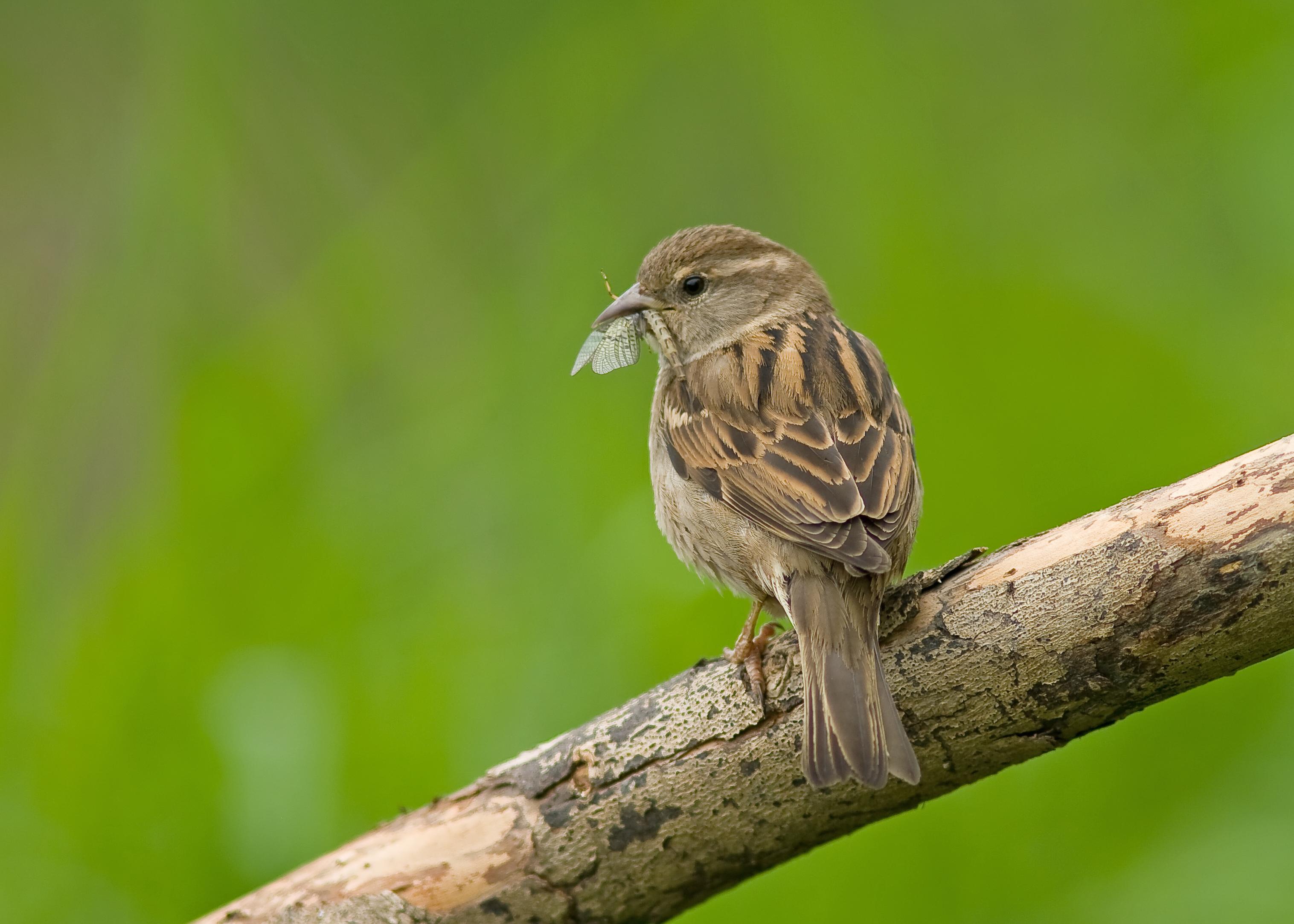 House Sparrow - Passer domesticus