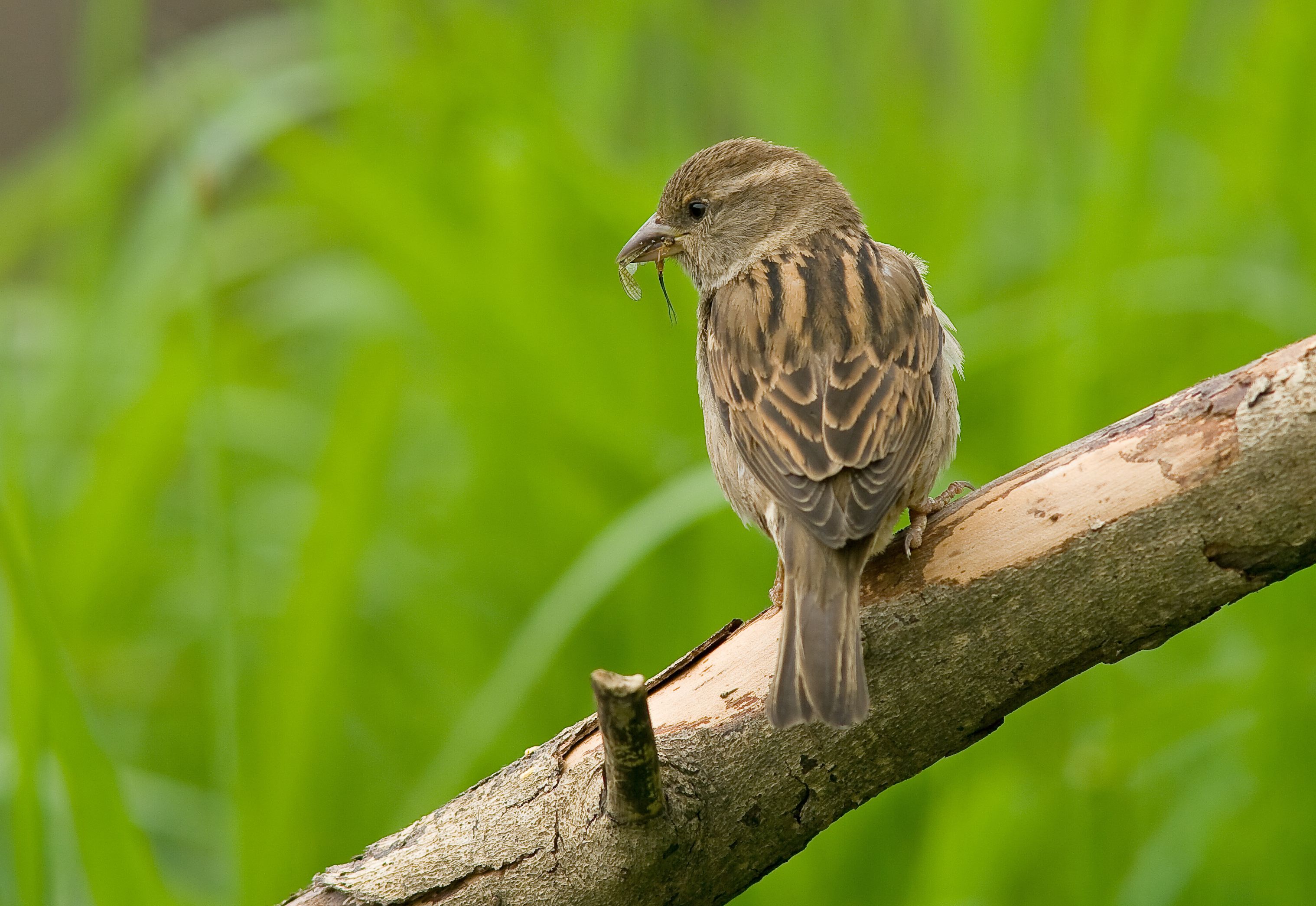 House Sparrow - Passer domesticus