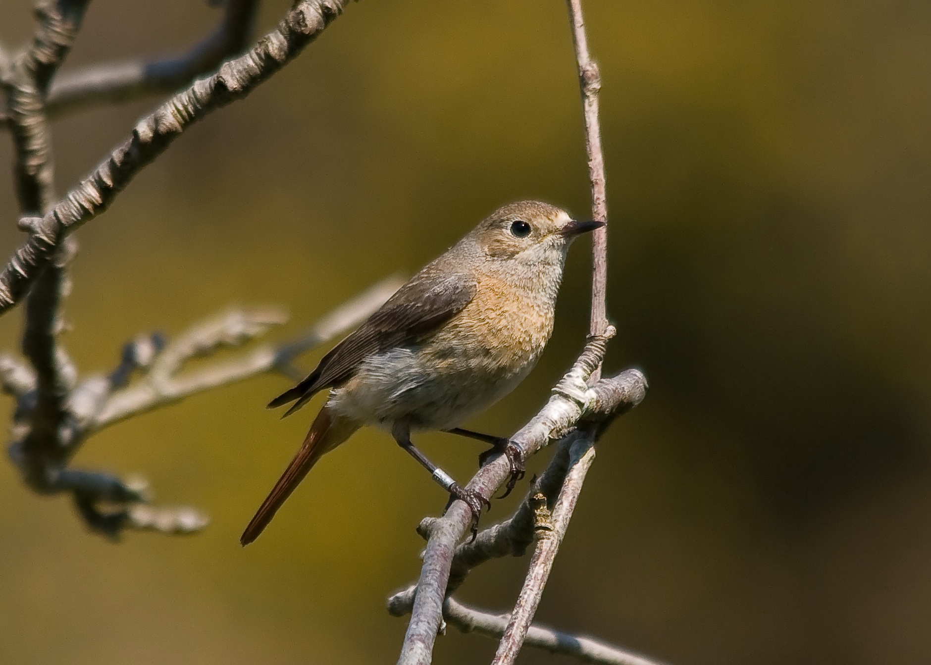 Redstart-Phoenicurus phoenicurus