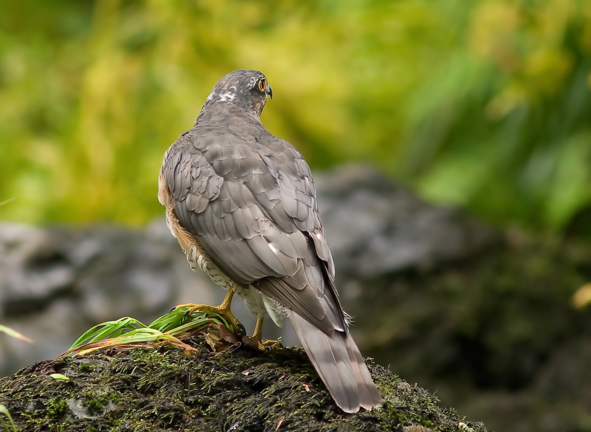 Sparrowhawk - Accipiter nisus