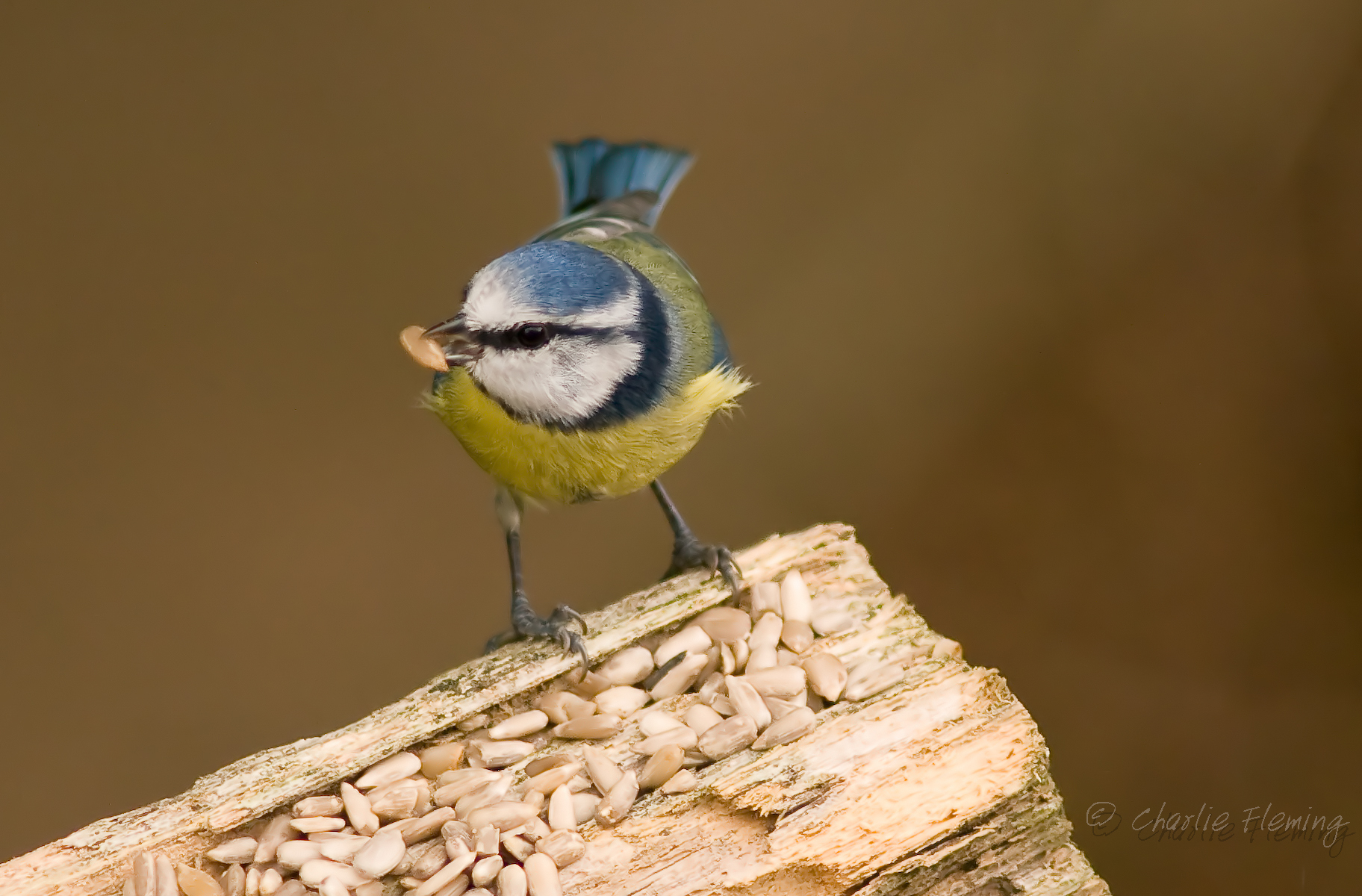 Blue Tit - Cyanistes caeruleus