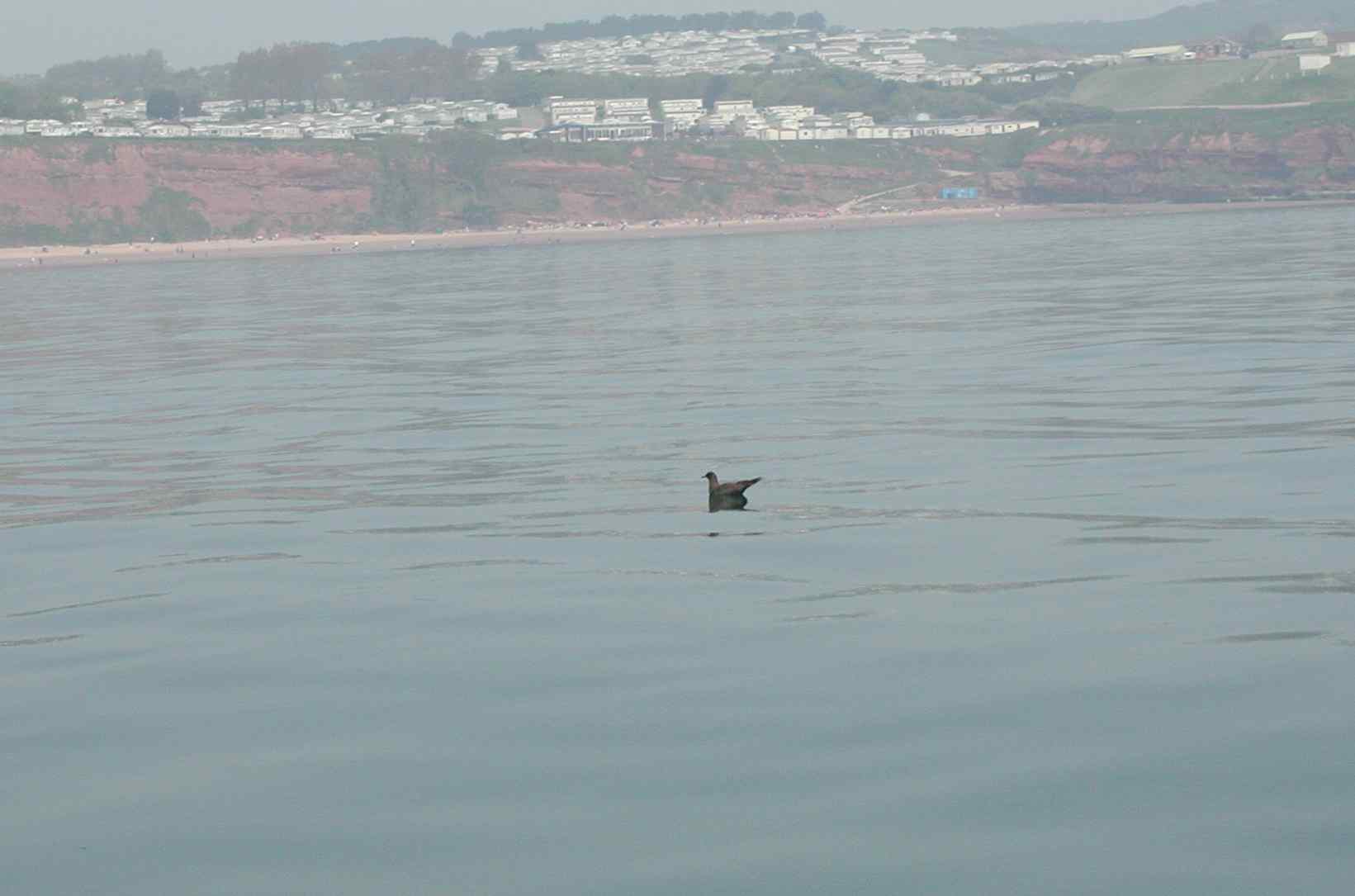 Great Skua - Stercorarius skua