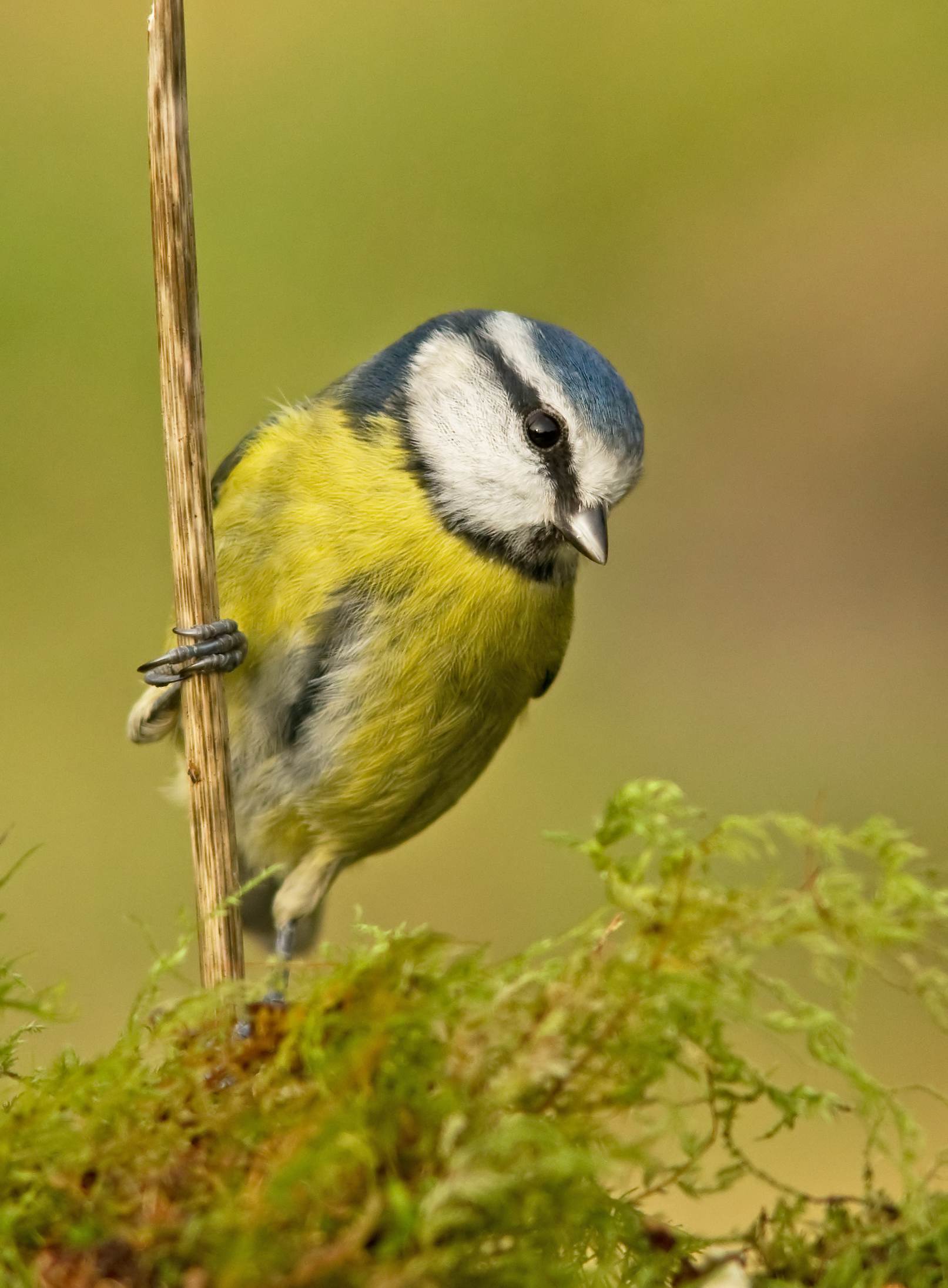 Blue Tit - Cyanistes caeruleus