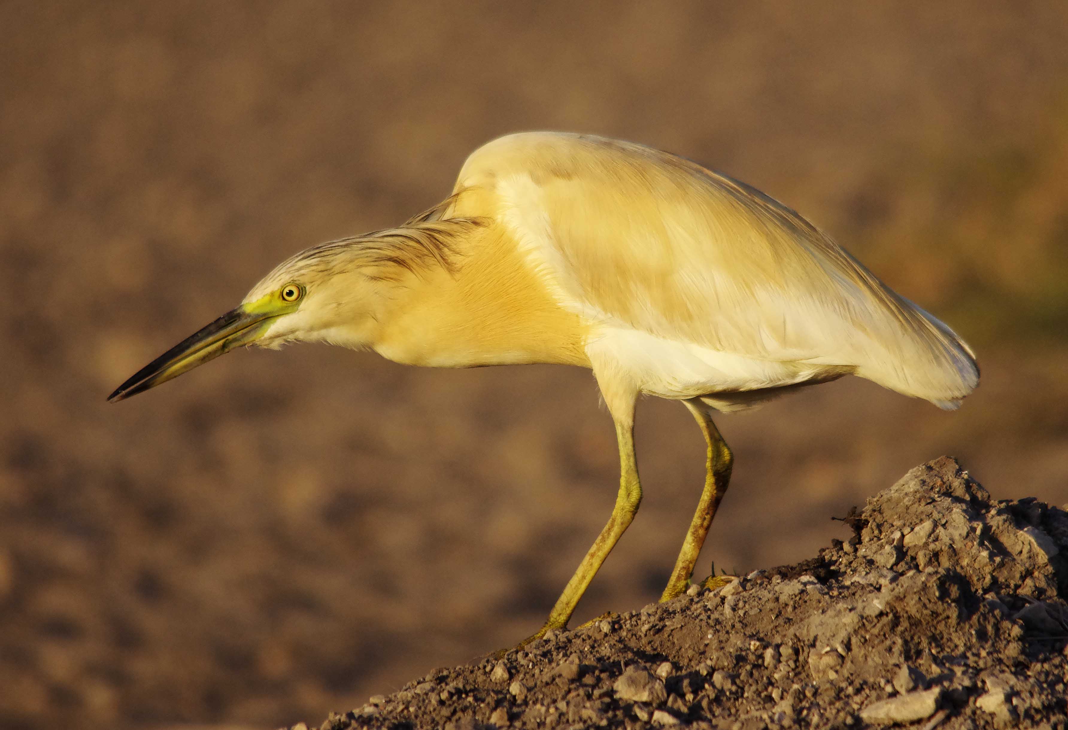 Squacco Heron