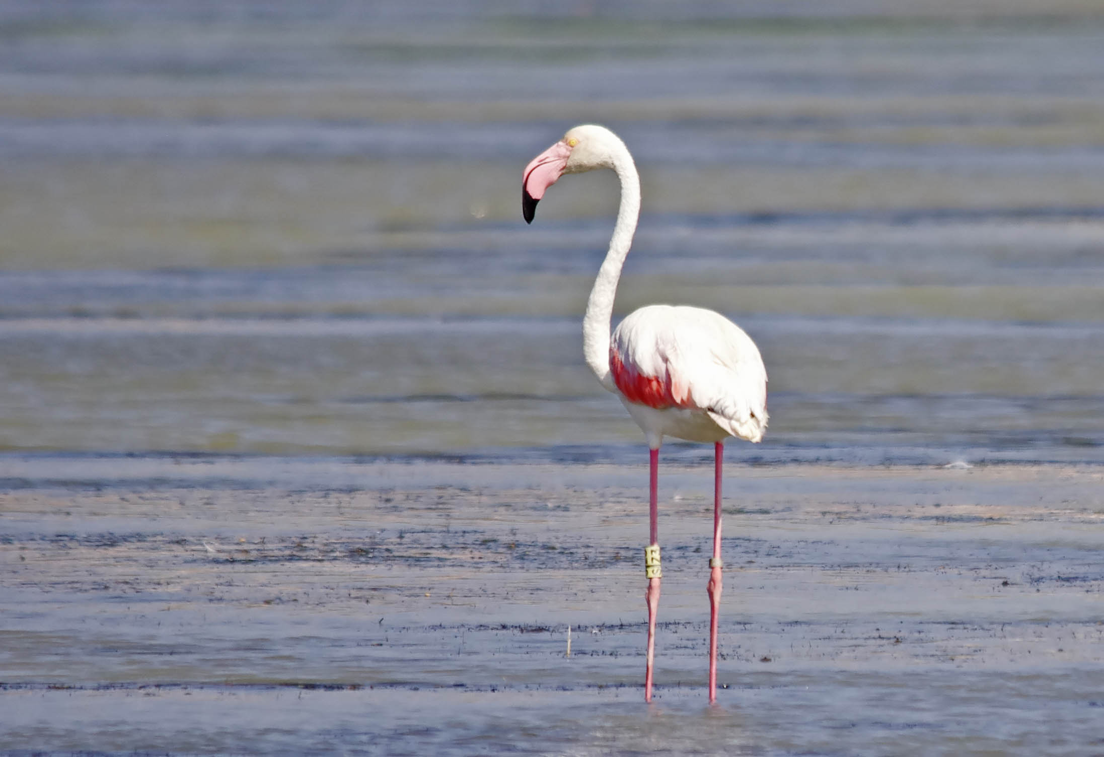 Greater Flamingo