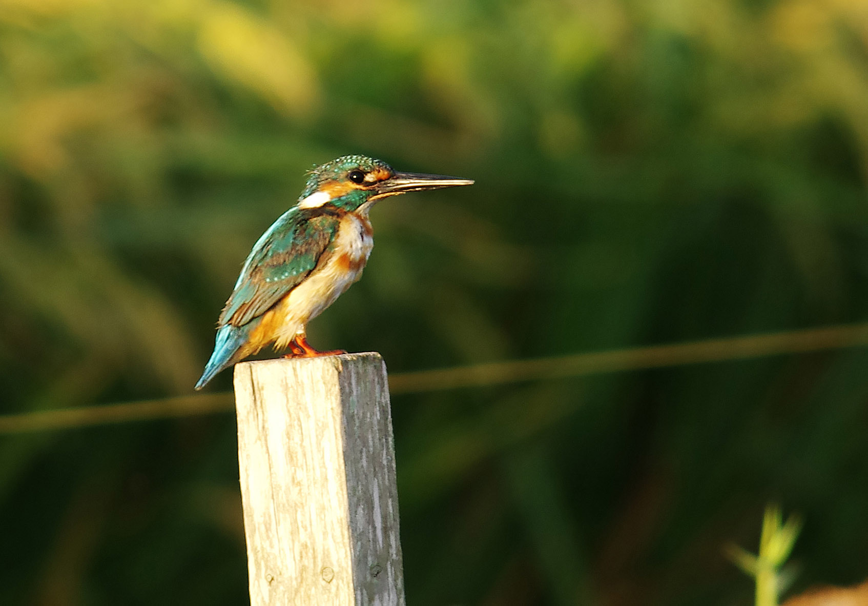 Kingfisher August Alcedo this (An aberrant white breasted bird).