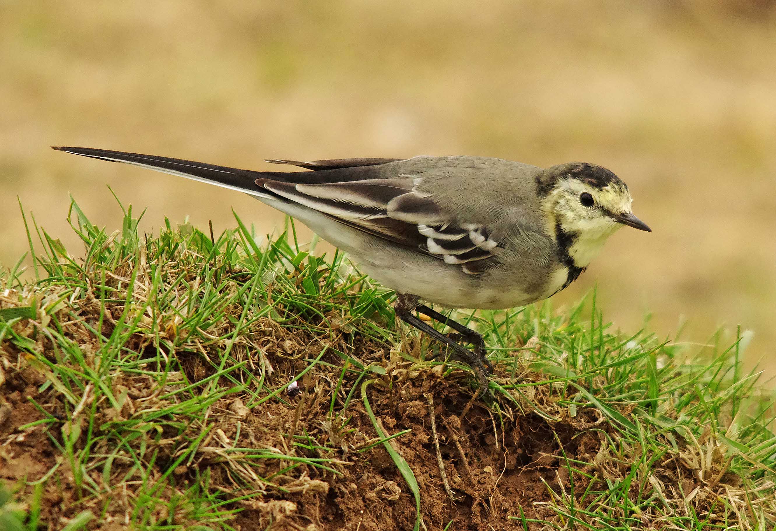 White Wagtail - Motacilla alba