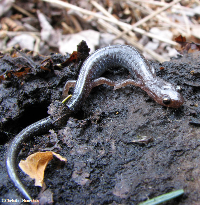 Eastern red-back salamander (Plethodon cinereus)