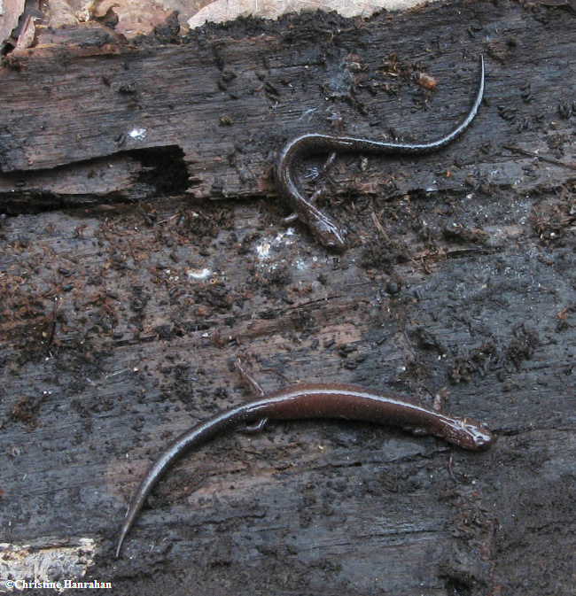 Eastern red-back salamanders (<em>Plethodon cinereus</em>
