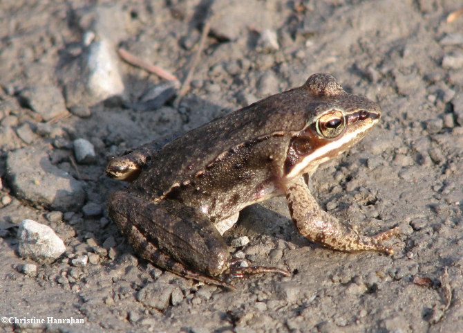 Wood Frogs (Lithobates sylvatica )