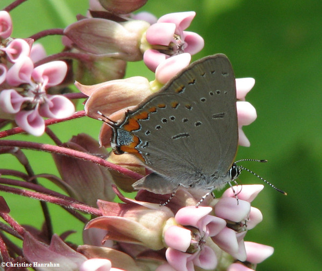 Acadian hairstreak (Satyrium acadica )on common milkweed