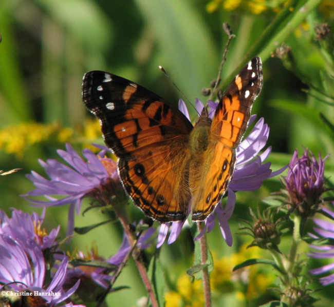 American lady (Vanessa virginiensis) on new england aster