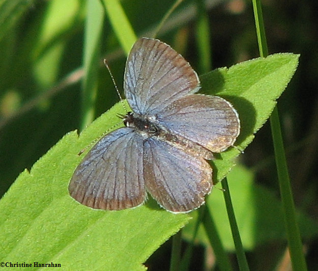 Eastern tailed blue (Everes comyntas),  male