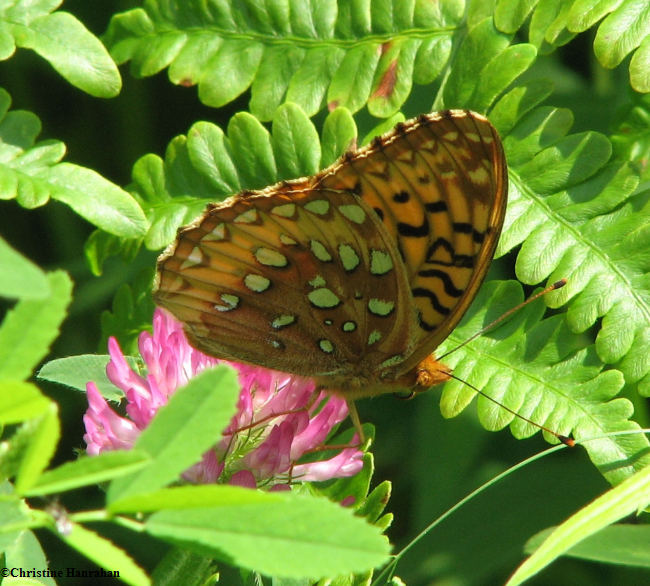 Great spangled fritillary (Speyeria cybele) on red clover