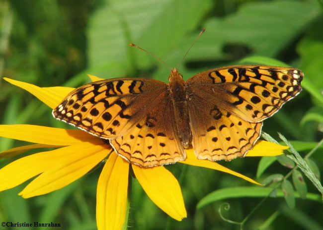 Great spangled fritillary (Speyeria cybele) on brown-eyed susan