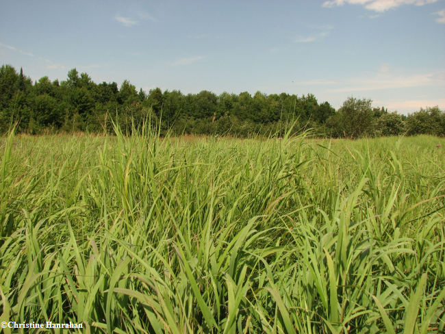 Large cattail marsh