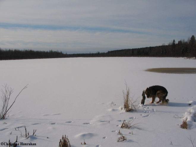 Pond near Gagnon Rd. in winter