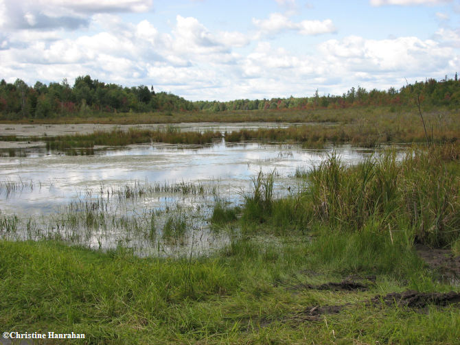 Pond near Gagnon Rd. in  early fall