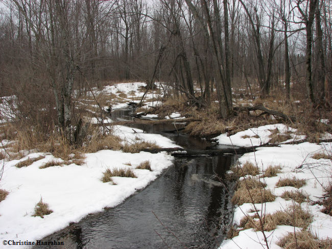 Late winter thaw