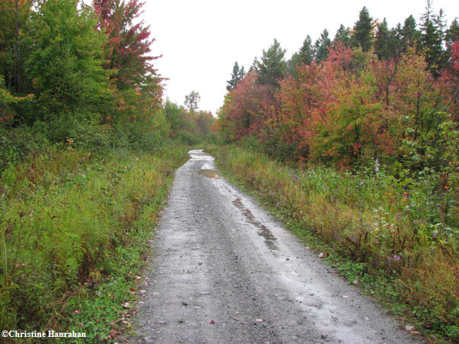 A rainy autumn day